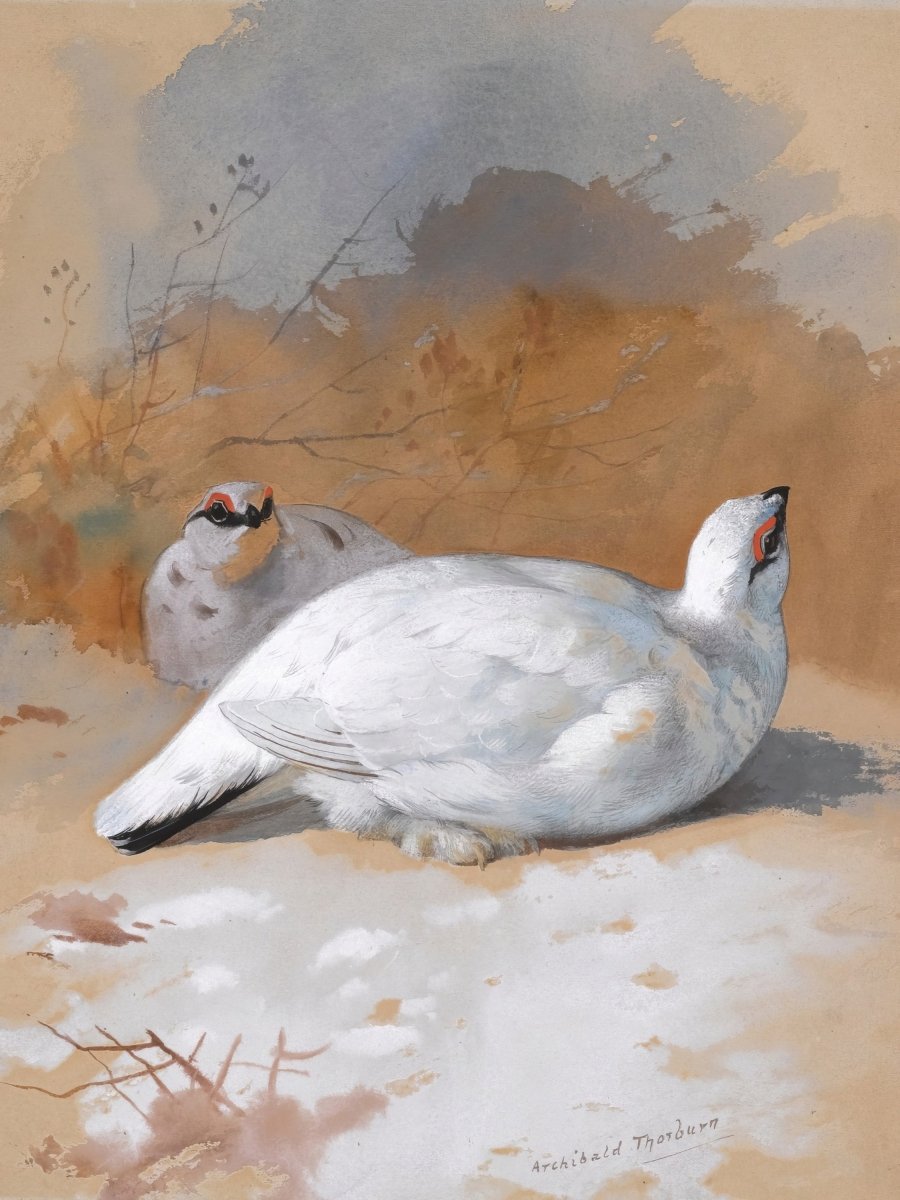 A Brace Of Ptarmigan In The Snow | Archibald Thorburn | Ave Legato Art Prints