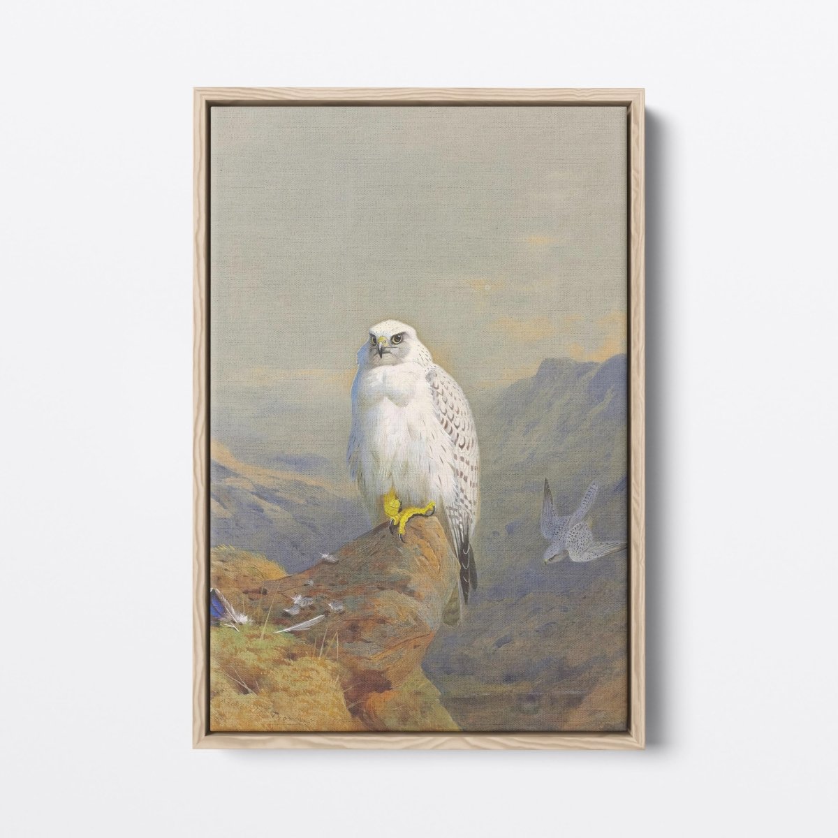 A Greenland Falcon on a Rocky Outcrop | Archibald Thorburn | Ave Legato Art Prints