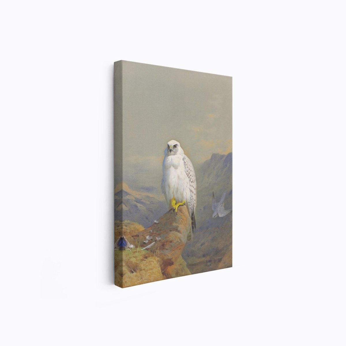 A Greenland Falcon on a Rocky Outcrop | Archibald Thorburn | Ave Legato Art Prints