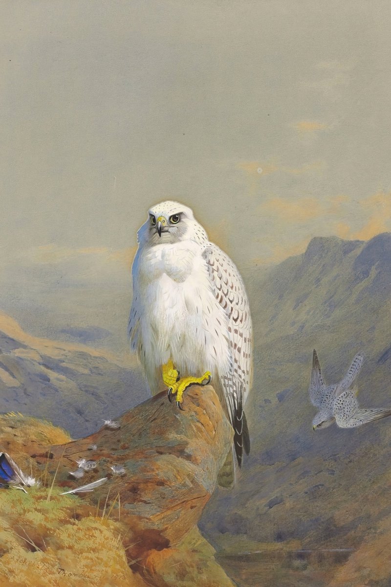 A Greenland Falcon on a Rocky Outcrop | Archibald Thorburn | Ave Legato Art Prints