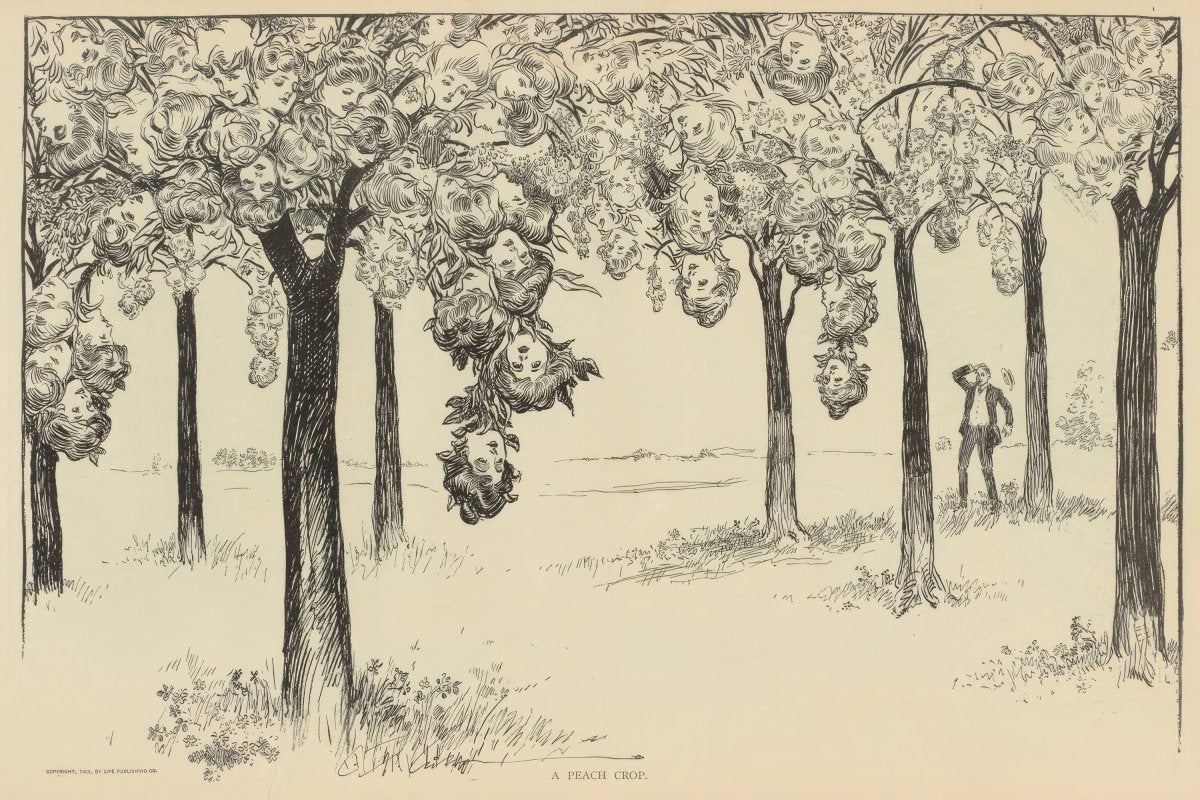 A Peach Crop | Charles Dana Gibson | Ave Legato Art Prints