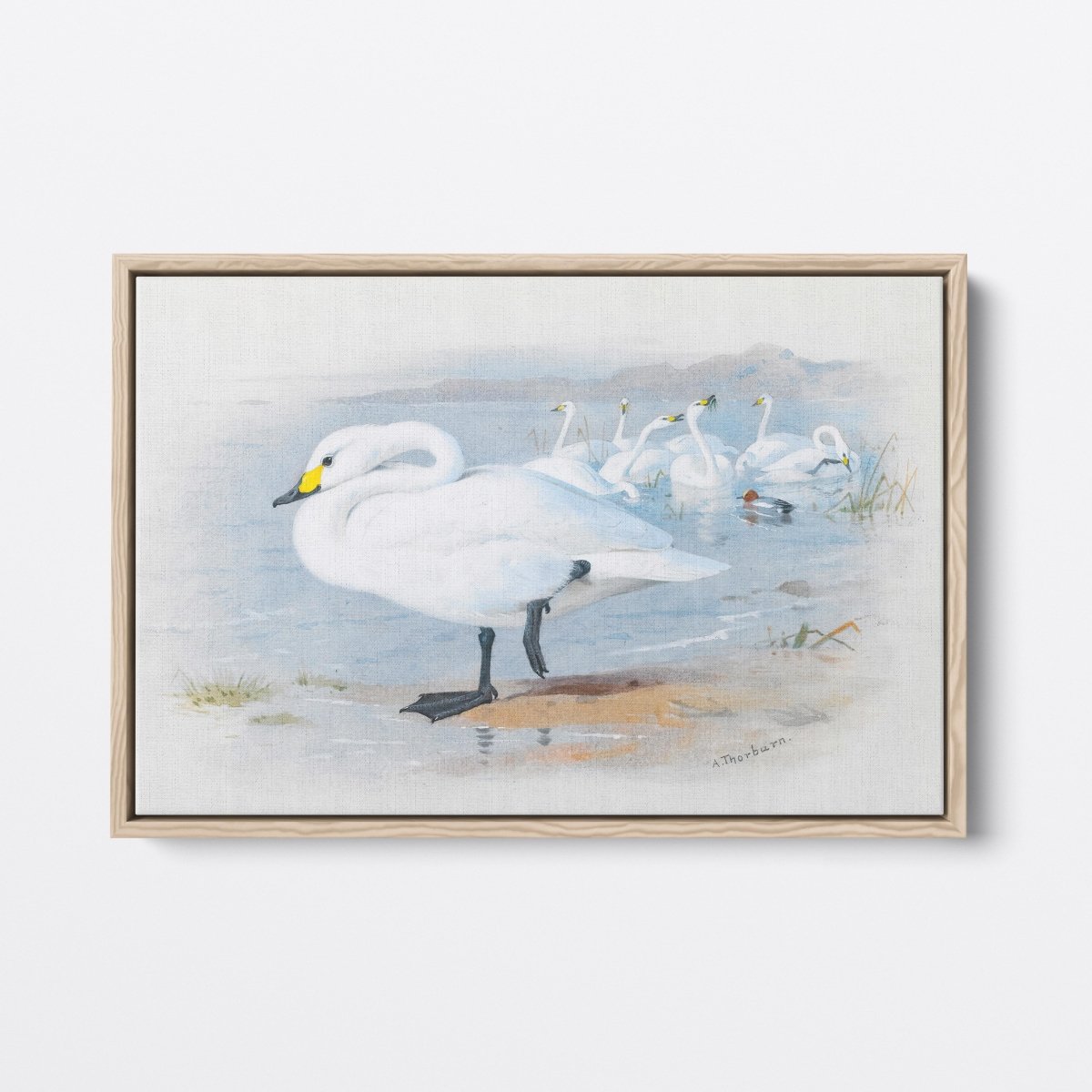 Bewick's Swan | Archibald Thorburn | Ave Legato Art Prints