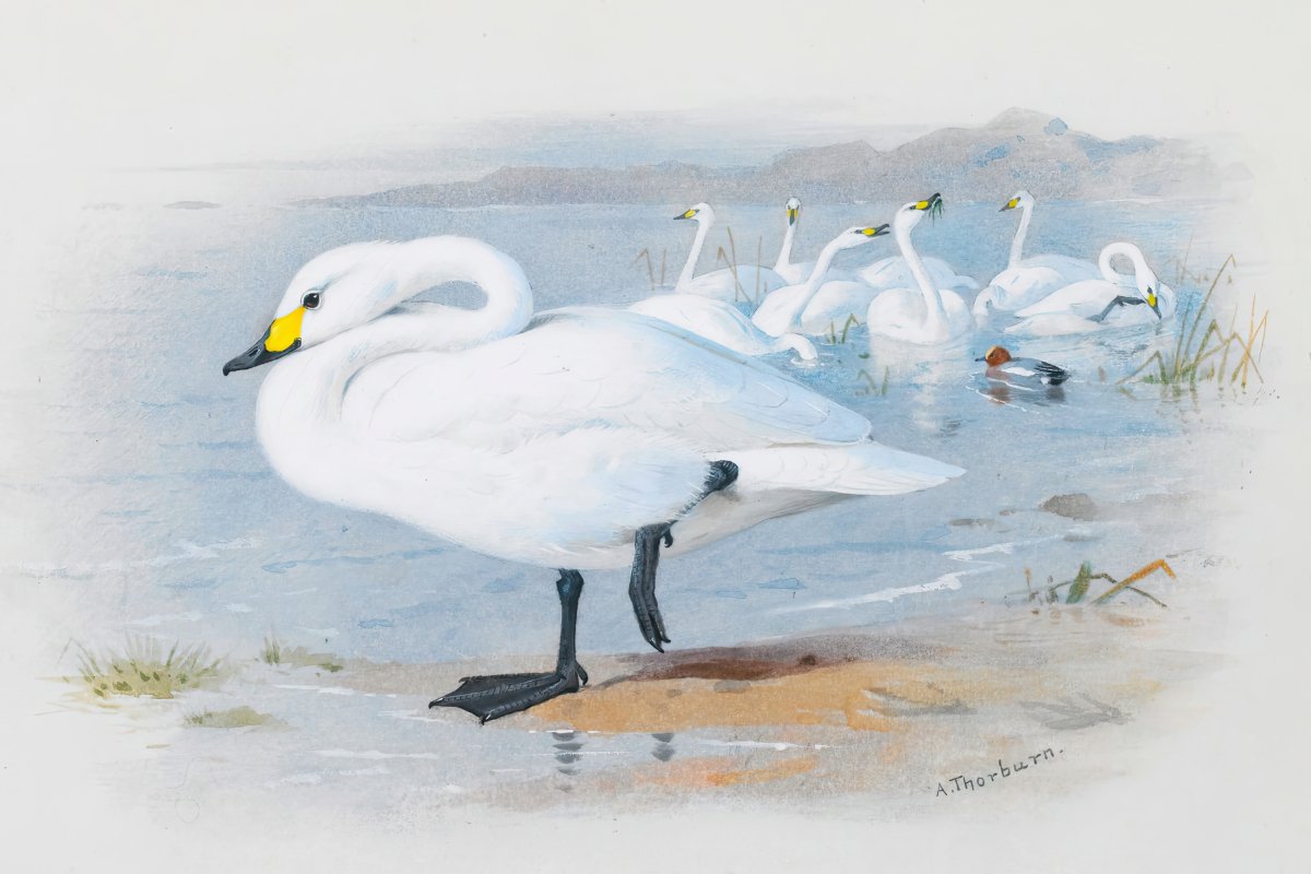 Bewick's Swan | Archibald Thorburn | Ave Legato Art Prints