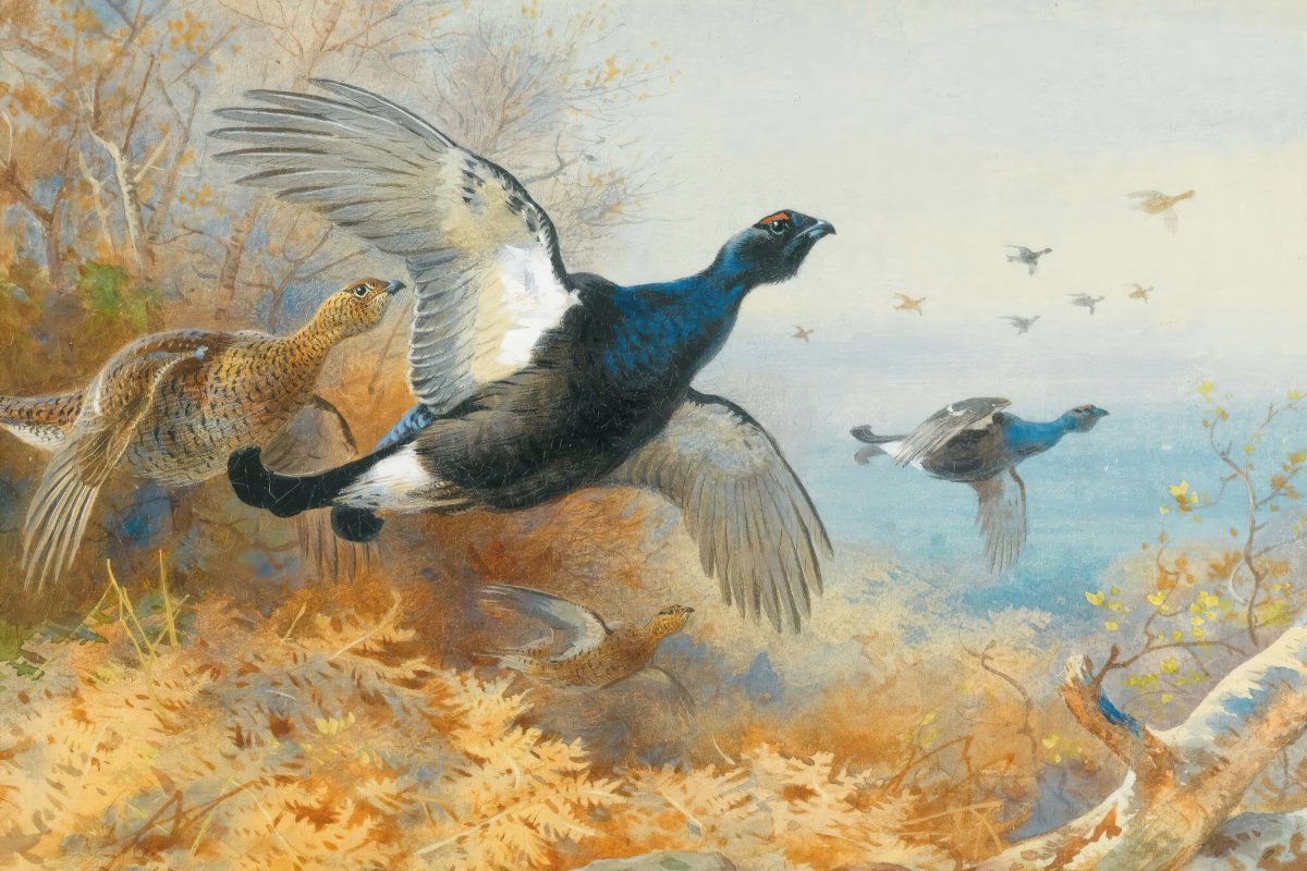 Blackcock Forward | Archibald Thorburn | Ave Legato Art Prints