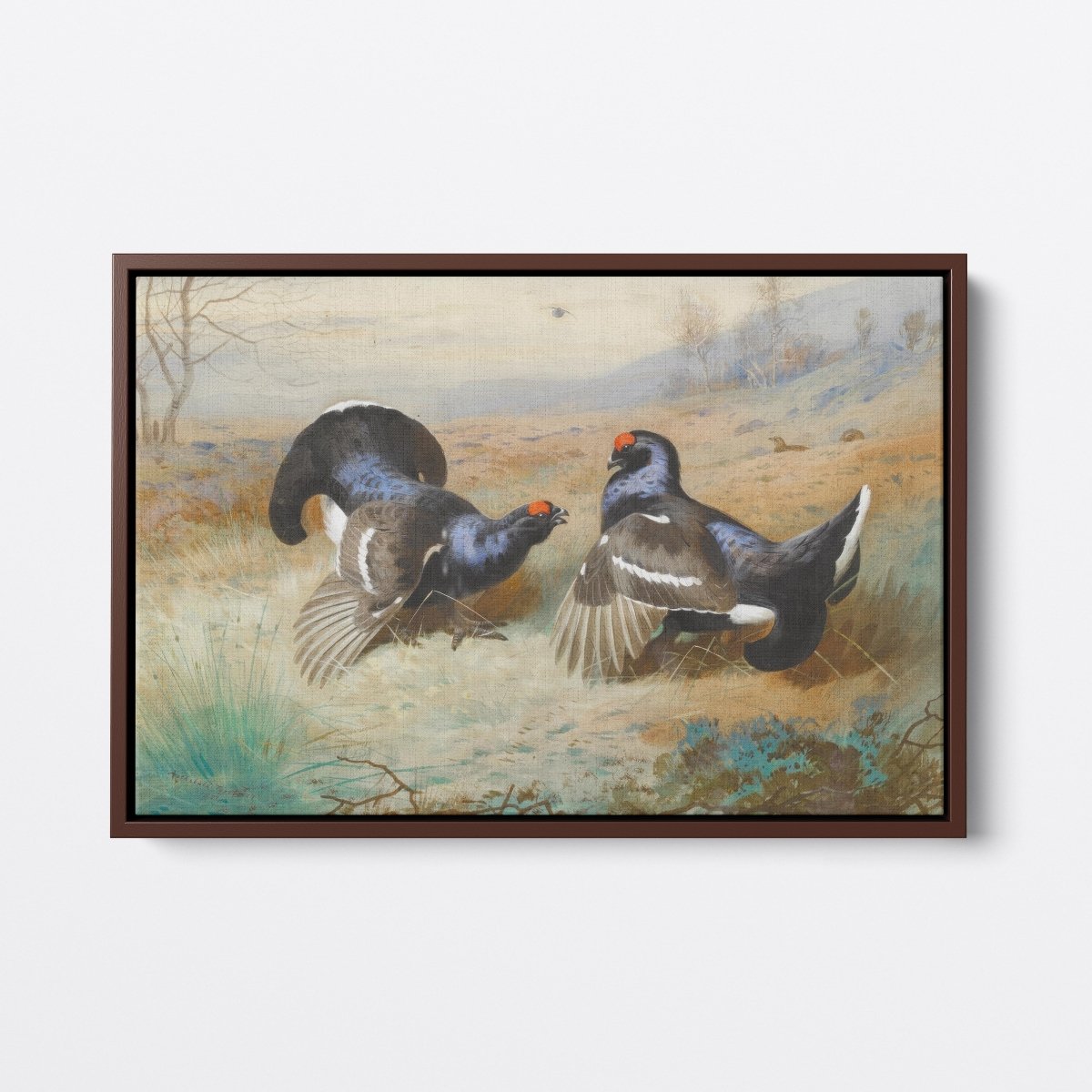 Blackcocks at the Lek | Archibald Thorburn | Ave Legato Art Prints