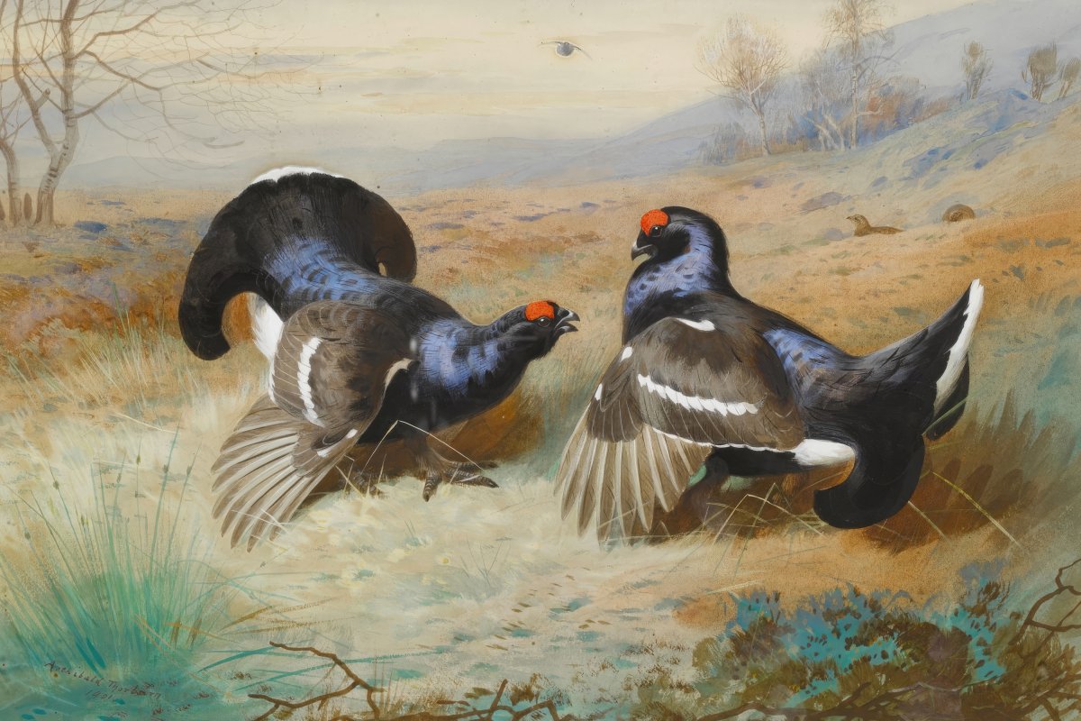 Blackcocks at the Lek | Archibald Thorburn | Ave Legato Art Prints