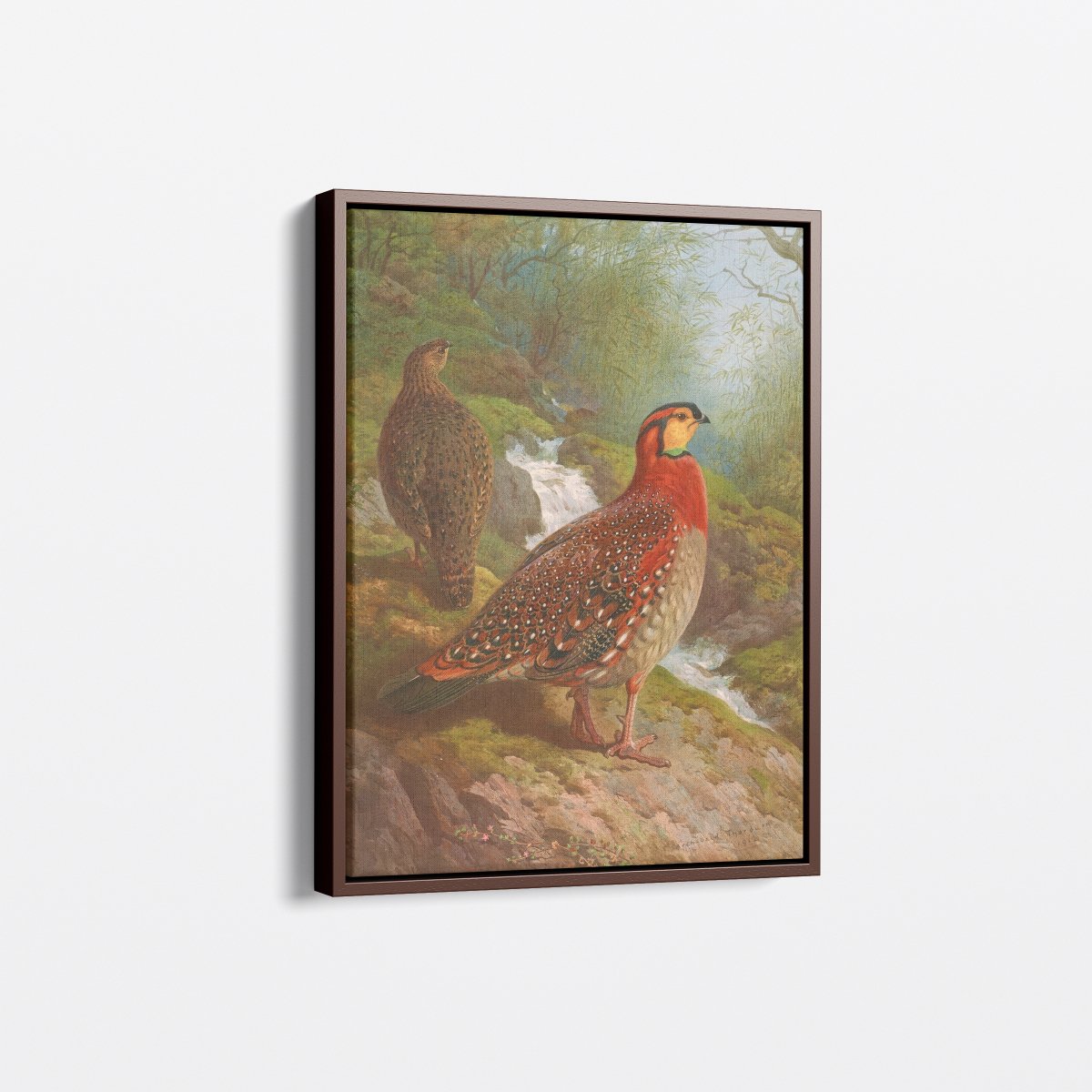 Blyth's Tragopan | Archibald Thorburn | Ave Legato Art Prints