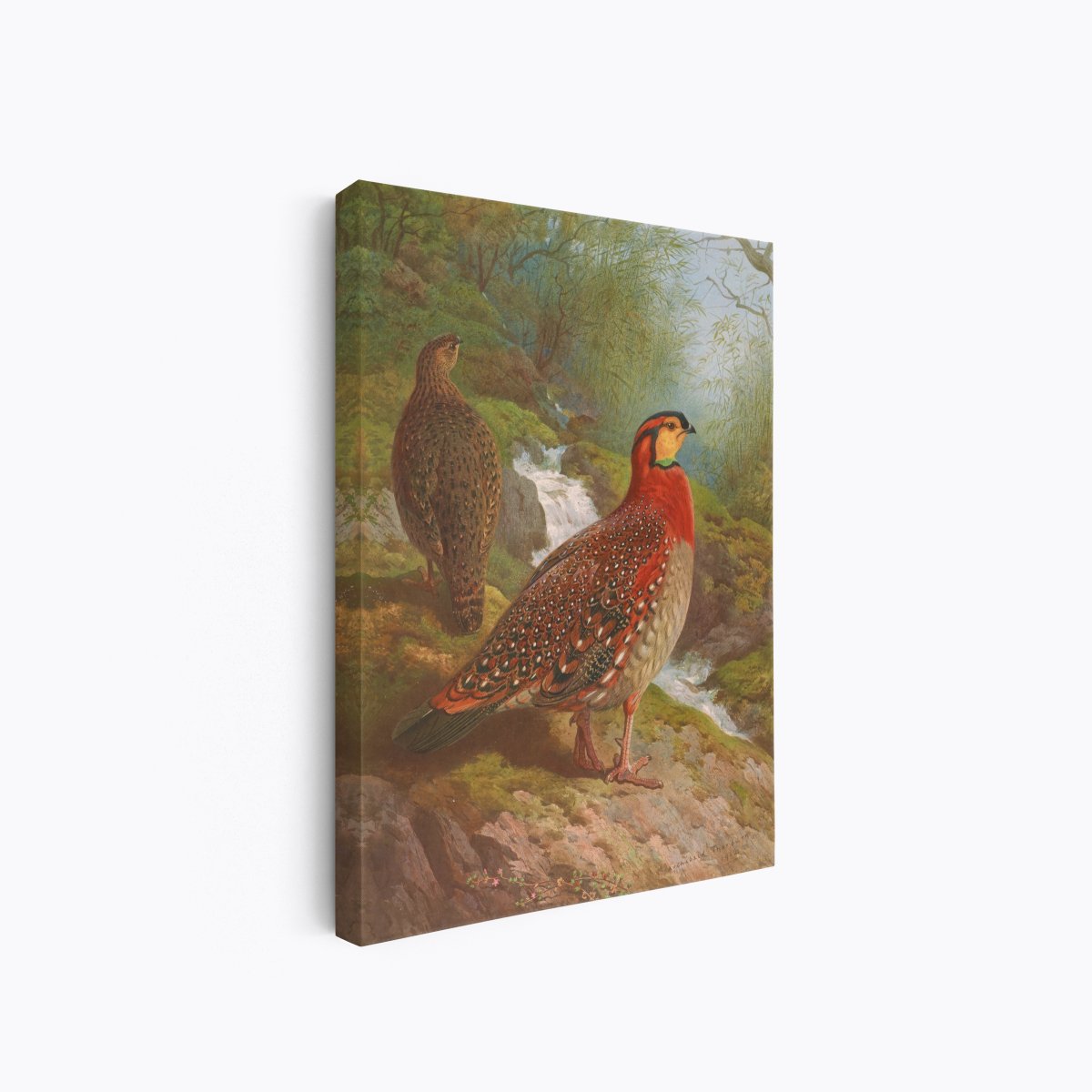 Blyth's Tragopan | Archibald Thorburn | Ave Legato Art Prints