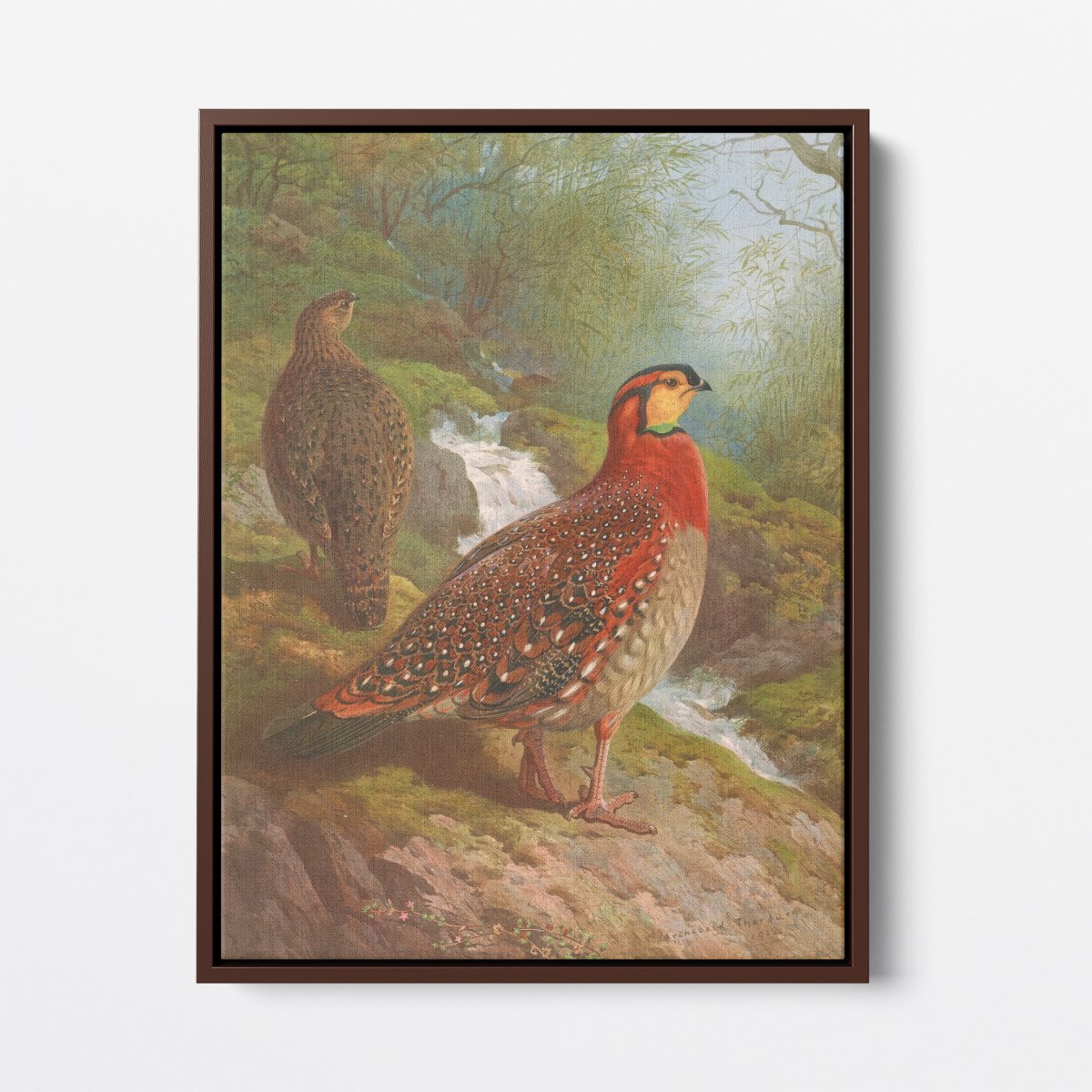 Blyth's Tragopan | Archibald Thorburn | Ave Legato Art Prints