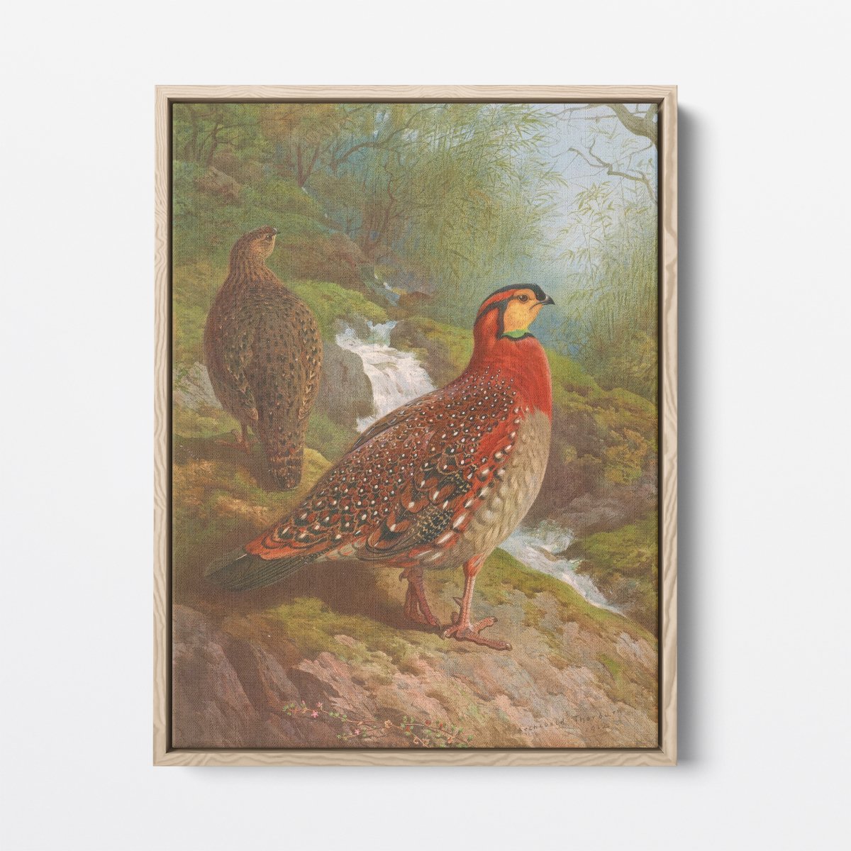 Blyth's Tragopan | Archibald Thorburn | Ave Legato Art Prints