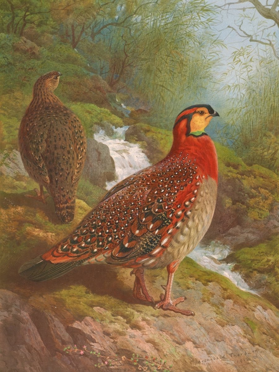 Blyth's Tragopan | Archibald Thorburn | Ave Legato Art Prints