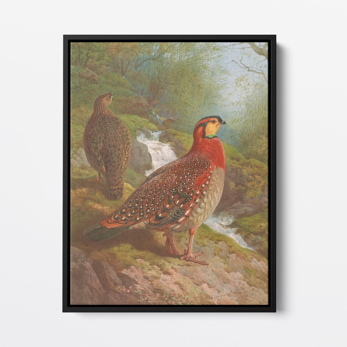 Blyth's Tragopan | Archibald Thorburn | Ave Legato Art Prints