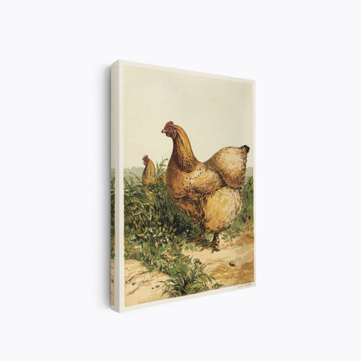 Buff Cochin Hen | Harrison Weir | Ave Legato Art Prints