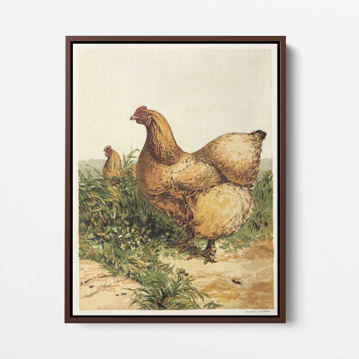 Buff Cochin Hen | Harrison Weir | Ave Legato Art Prints