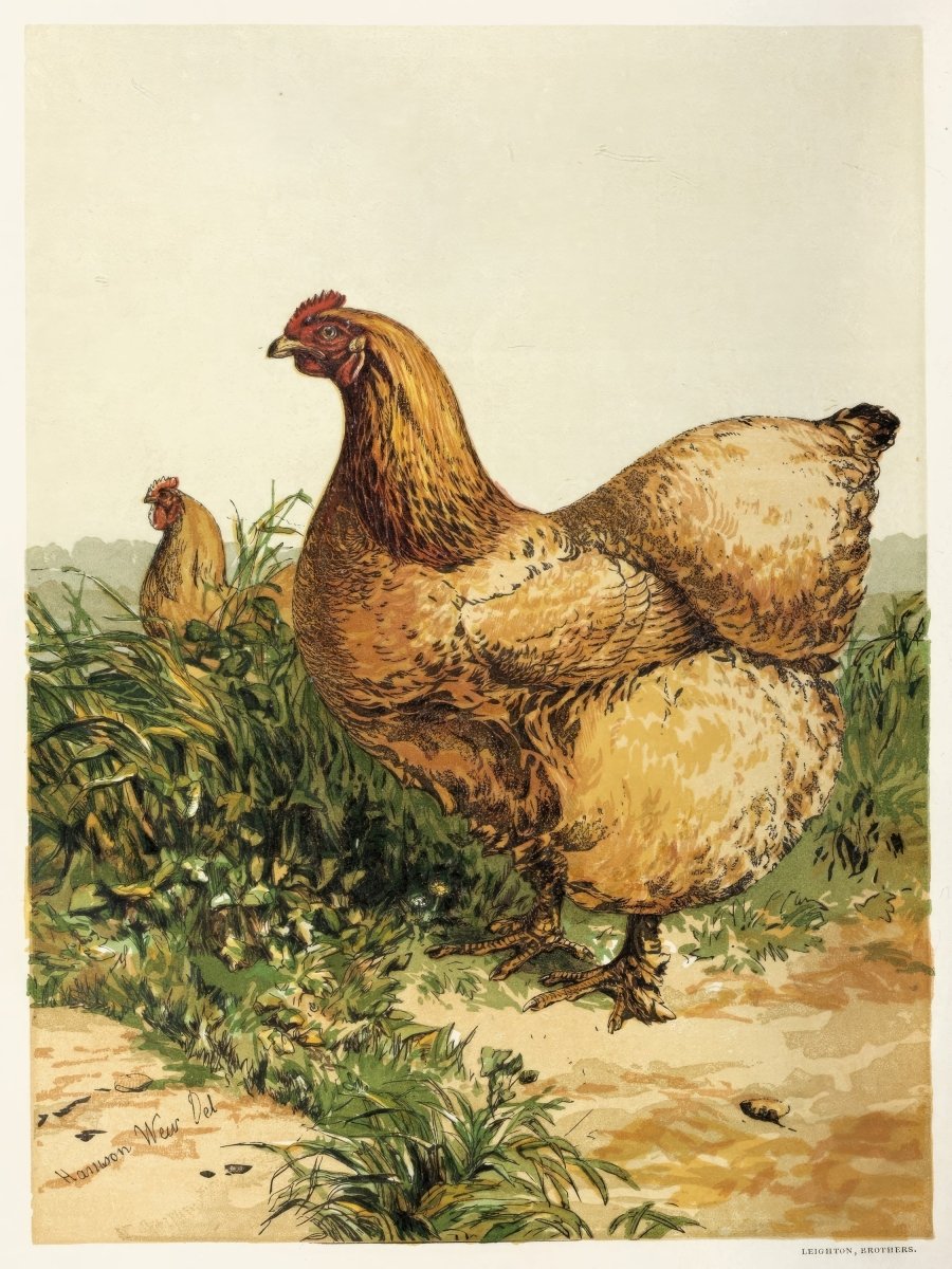 Buff Cochin Hen | Harrison Weir | Ave Legato Art Prints