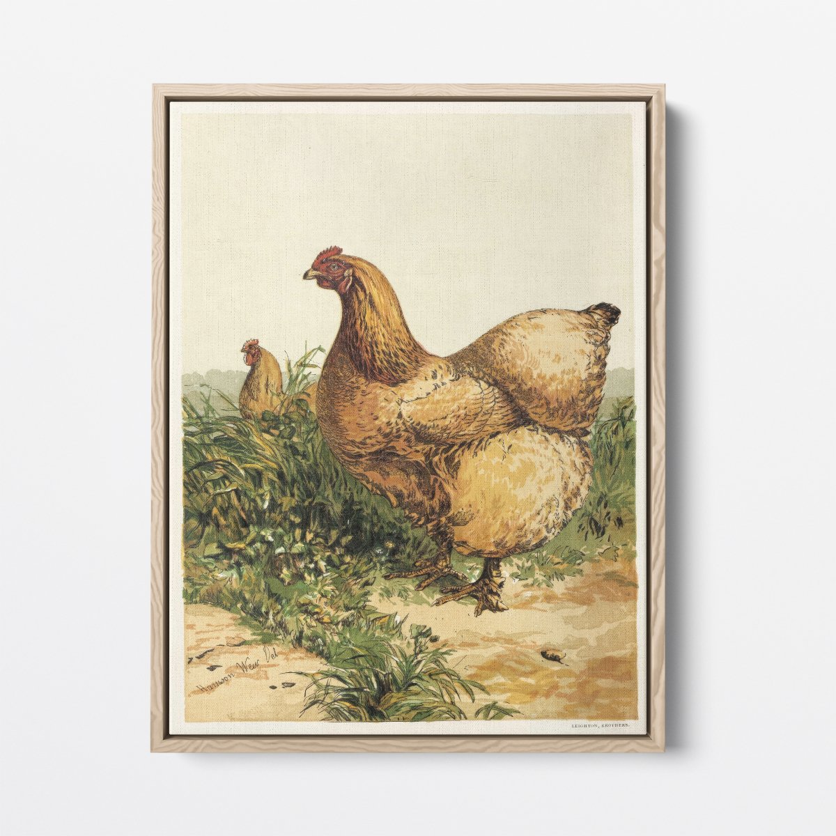 Buff Cochin Hen | Harrison Weir | Ave Legato Art Prints