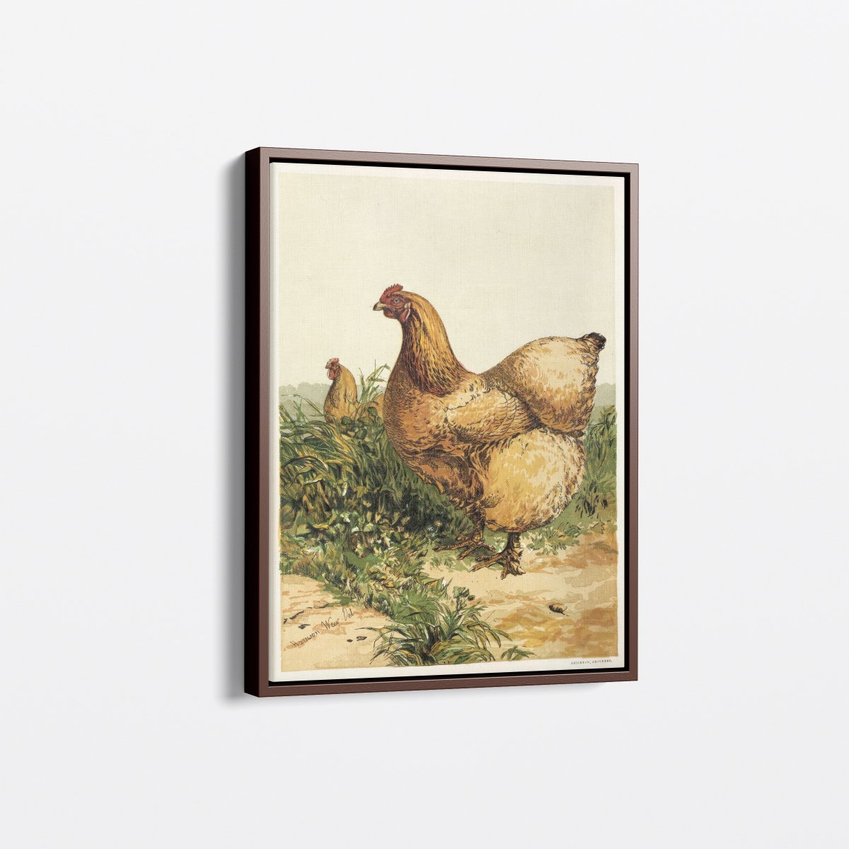 Buff Cochin Hen | Harrison Weir | Ave Legato Art Prints