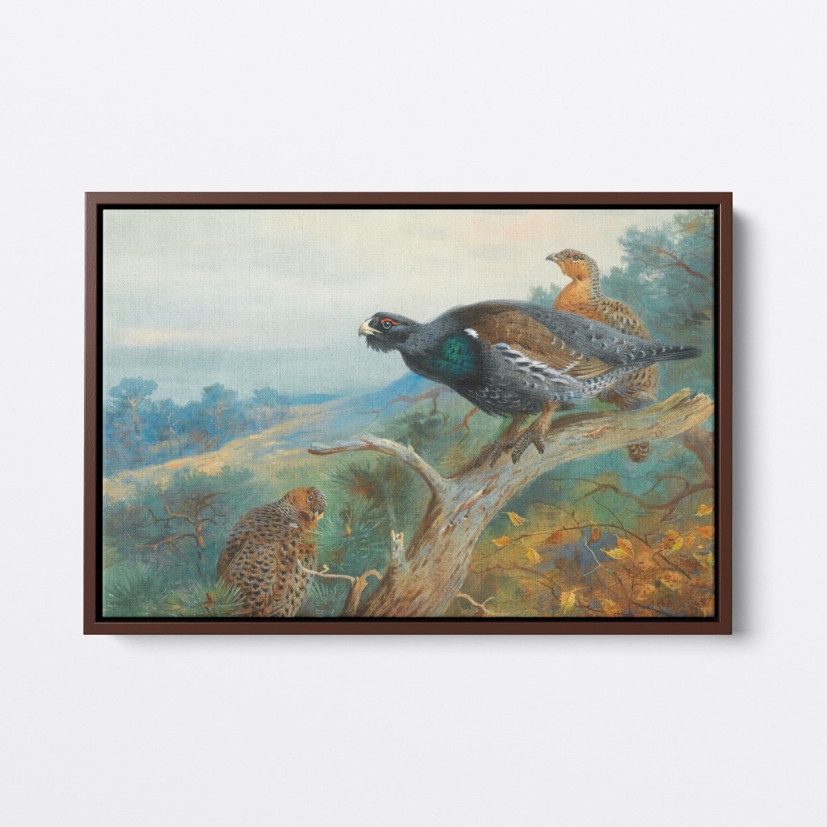 Capercaillie | Archibald Thorburn | Ave Legato Art Prints