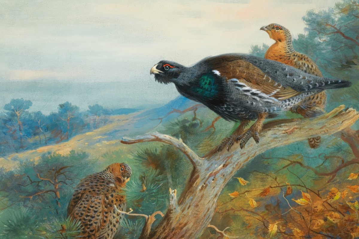 Capercaillie | Archibald Thorburn | Ave Legato Art Prints