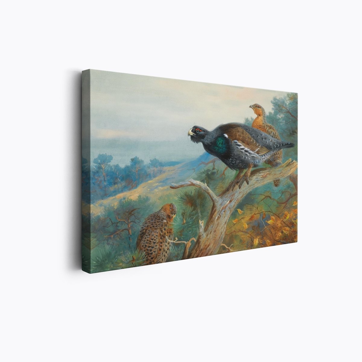 Capercaillie | Archibald Thorburn | Ave Legato Art Prints