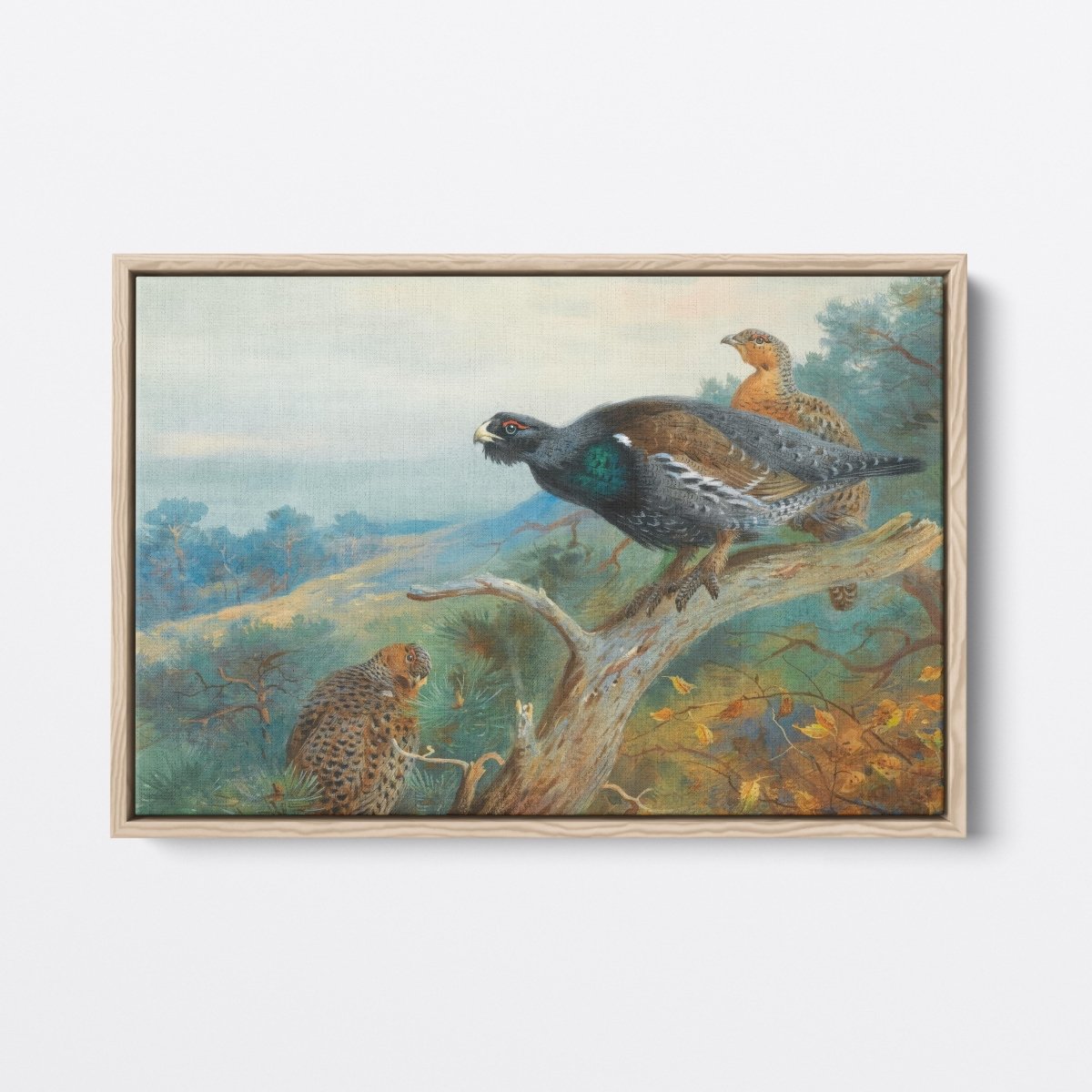 Capercaillie | Archibald Thorburn | Ave Legato Art Prints