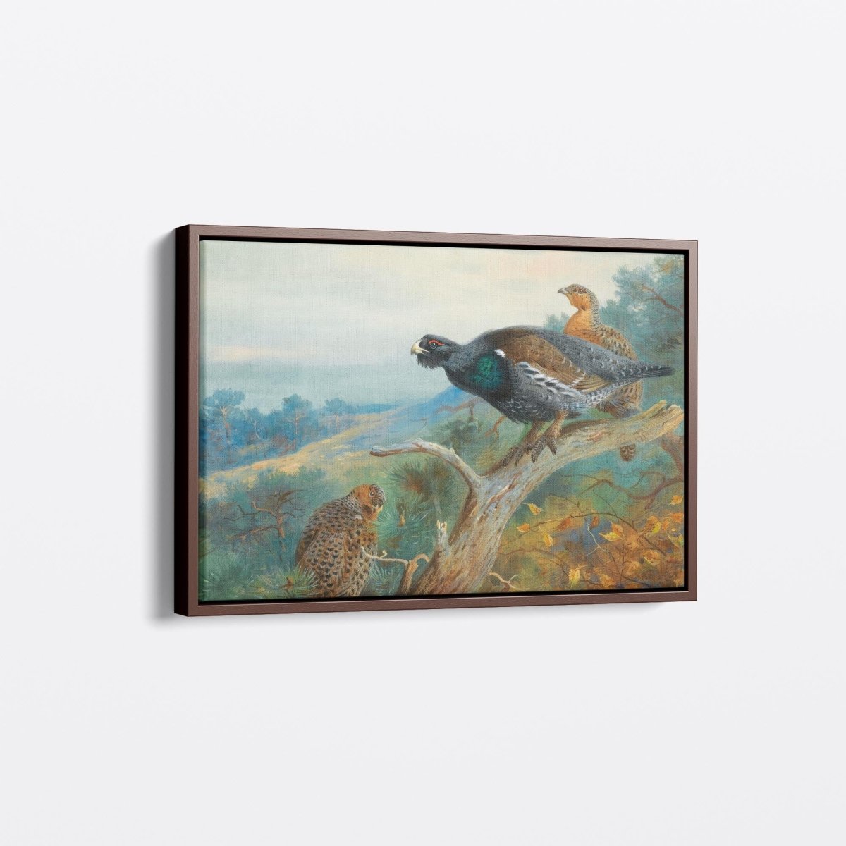 Capercaillie | Archibald Thorburn | Ave Legato Art Prints