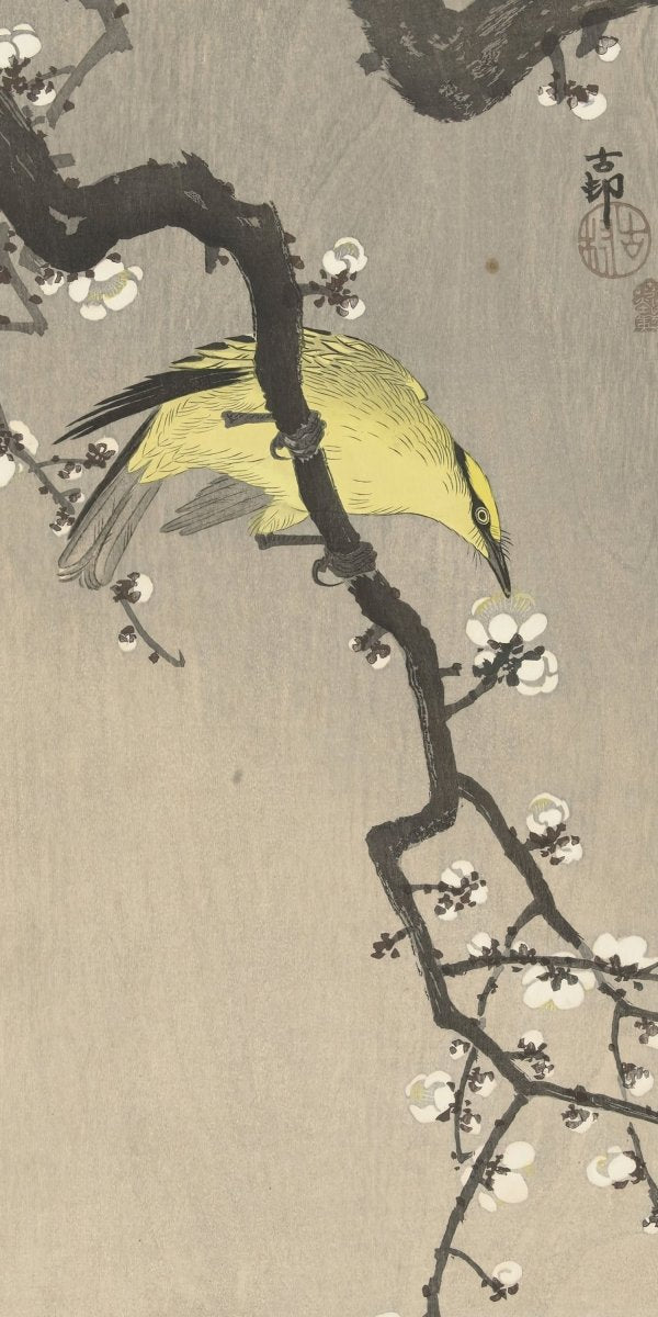 Chinese Wielewaal on Plum Blossom Branch | Ohara Koson | Ave Legato Art Prints