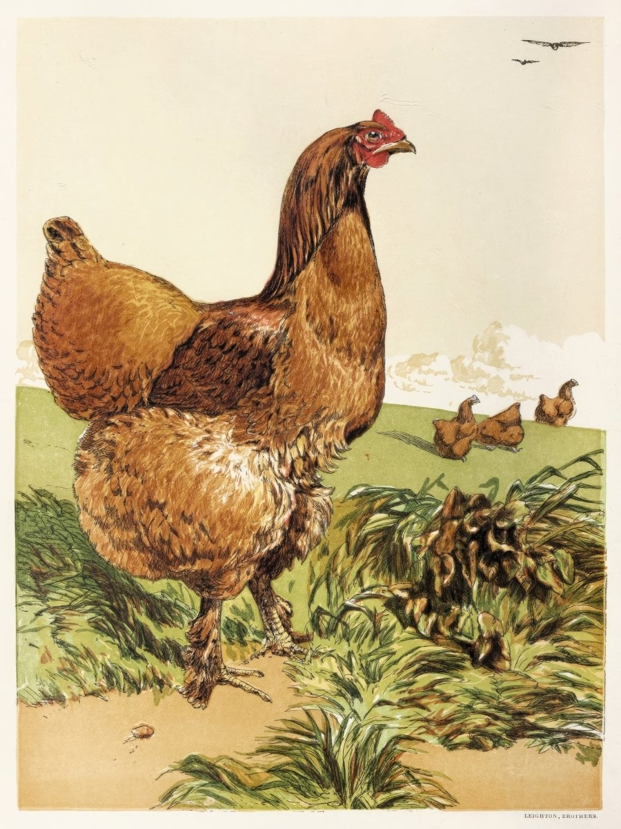 Cinnamon Cochin Hen | Harrison Weir | Ave Legato Art Prints