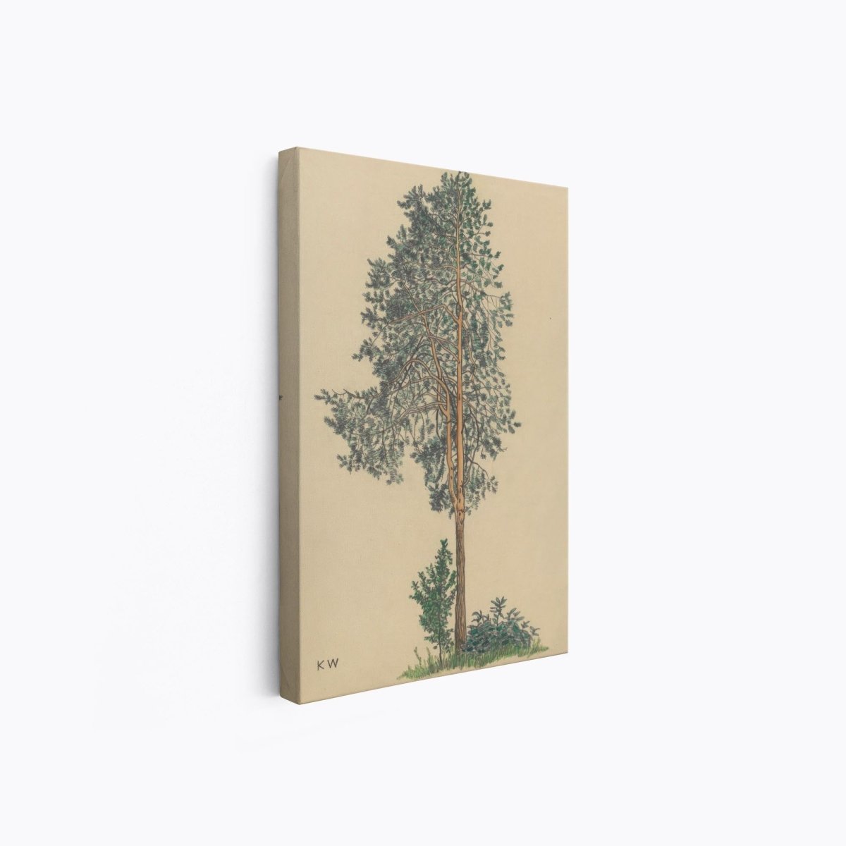 Conifer I | Karl Wiener | Ave Legato Art Prints