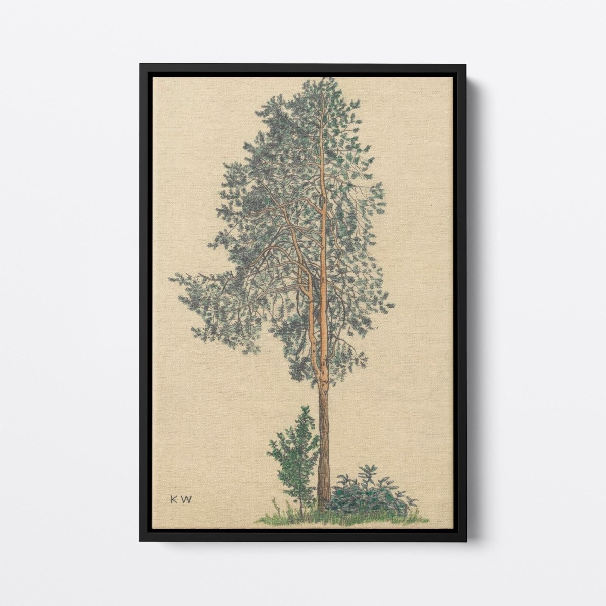 Conifer I | Karl Wiener | Ave Legato Art Prints