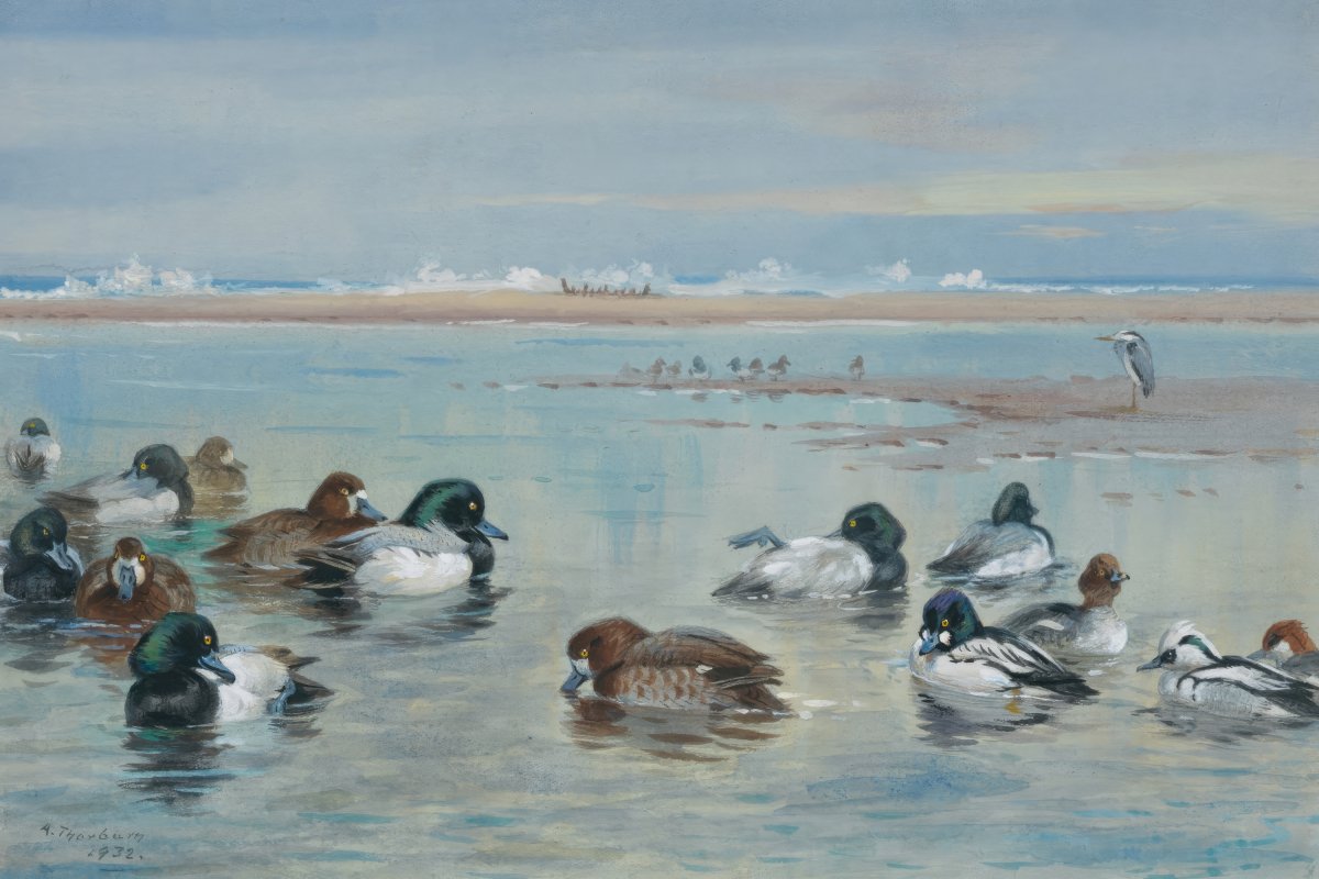 Ducks Along The Shoreline | Archibald Thorburn | Ave Legato Art Prints