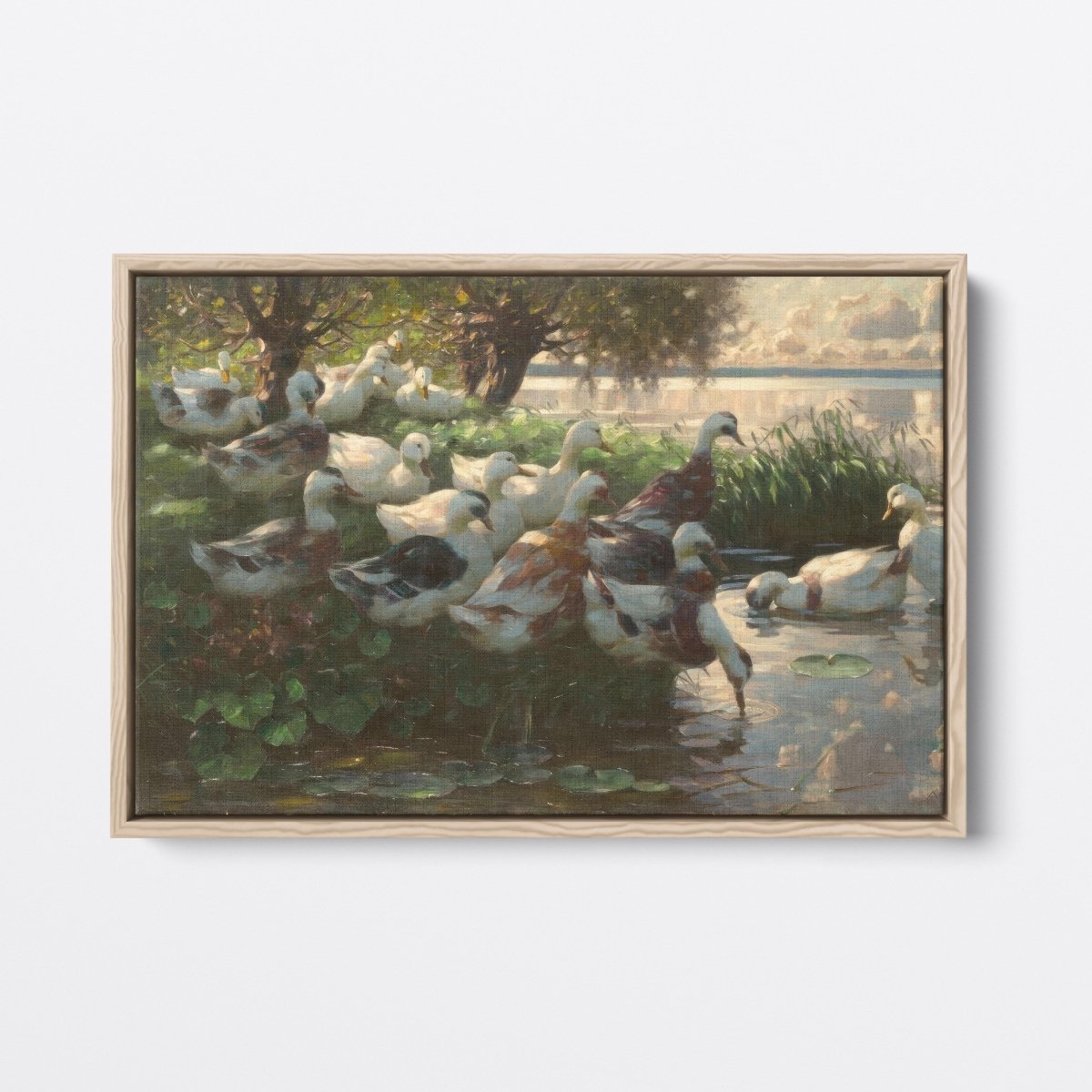 Ducks in Sunlight | Alexander Koester | Ave Legato Art Prints