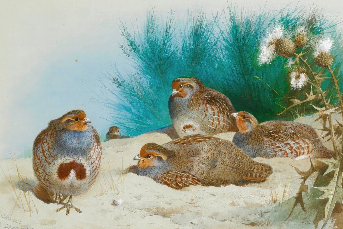 English Partridge With Gorse And Thistles | Archibald Thorburn | Ave Legato Art Prints