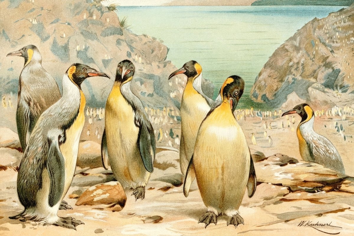 Giant Penguins | Wilhelm Kuhnert | Ave Legato Art Prints