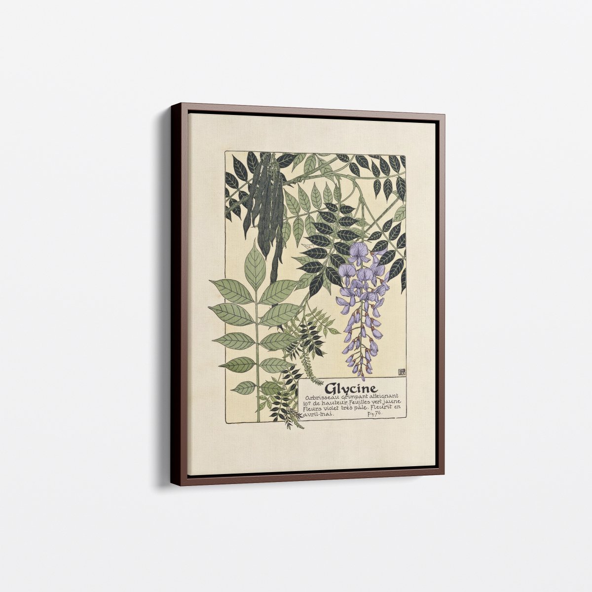 Glycine (Wisteria) | Maurice Verneuil | Ave Legato Art Prints