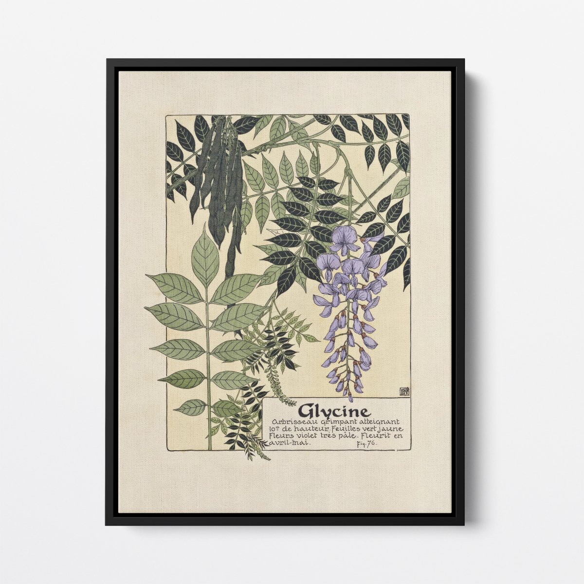 Glycine (Wisteria) | Maurice Verneuil | Ave Legato Art Prints