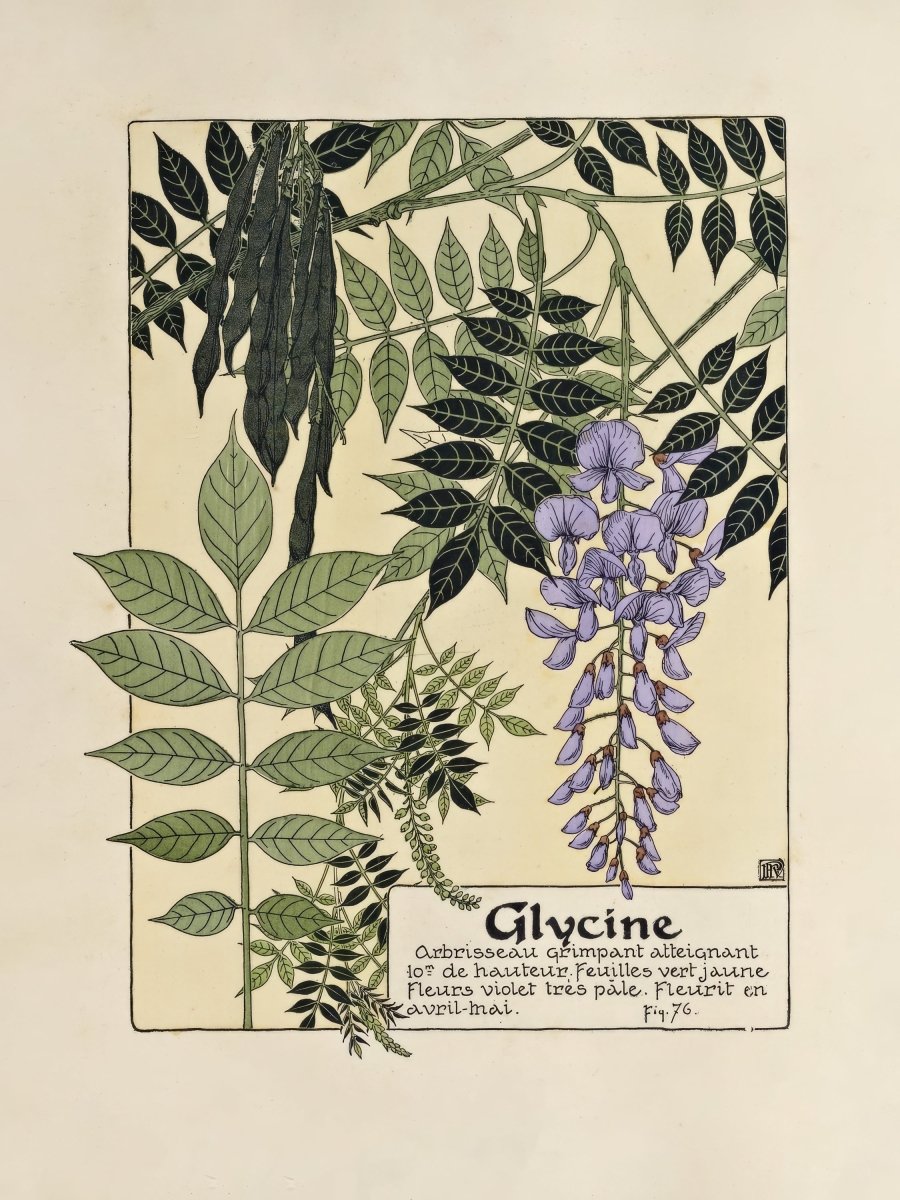 Glycine (Wisteria) | Maurice Verneuil | Ave Legato Art Prints