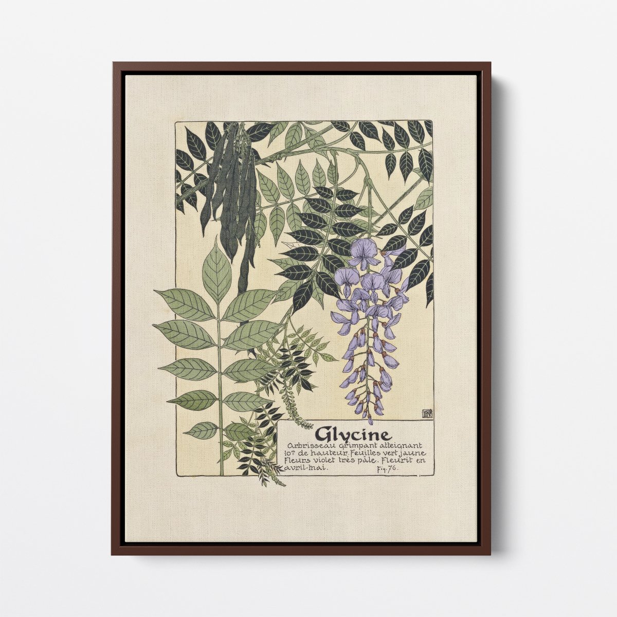 Glycine (Wisteria) | Maurice Verneuil | Ave Legato Art Prints