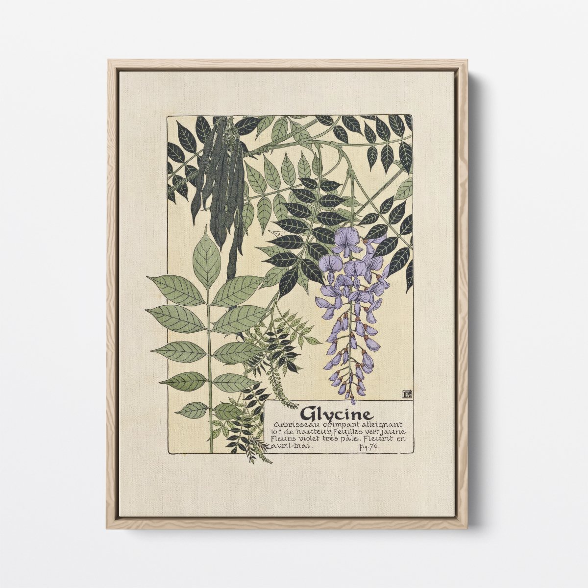 Glycine (Wisteria) | Maurice Verneuil | Ave Legato Art Prints