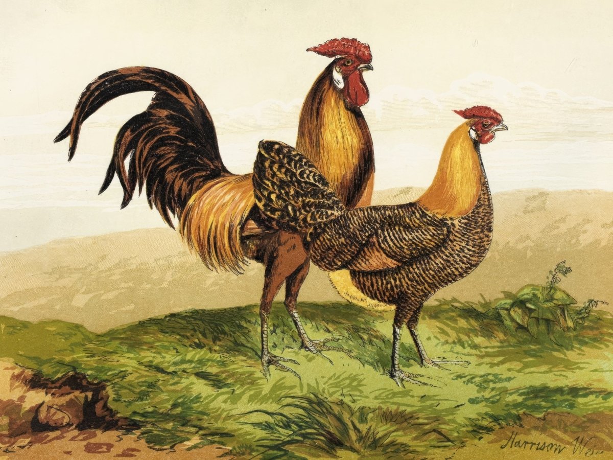 Golden Pencilled Hamburghs | Harrison Weir | Ave Legato Art Prints