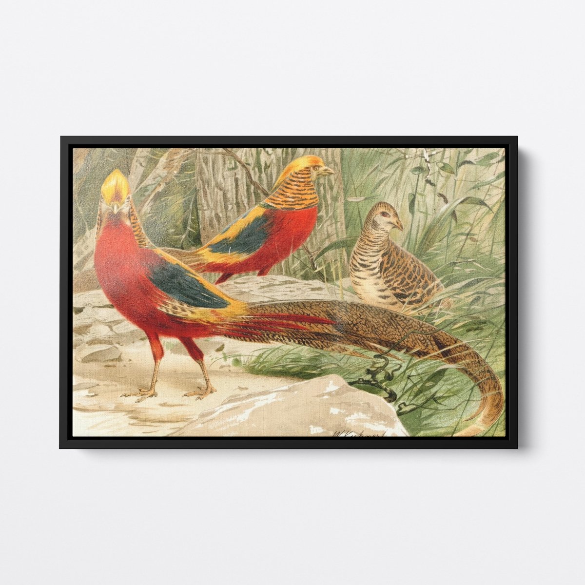 Golden Pheasants | Wilhelm Kuhnert | Ave Legato Art Prints