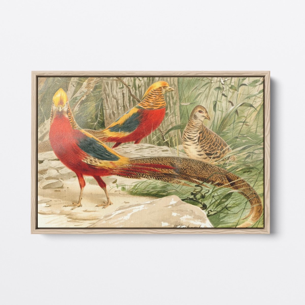 Golden Pheasants | Wilhelm Kuhnert | Ave Legato Art Prints