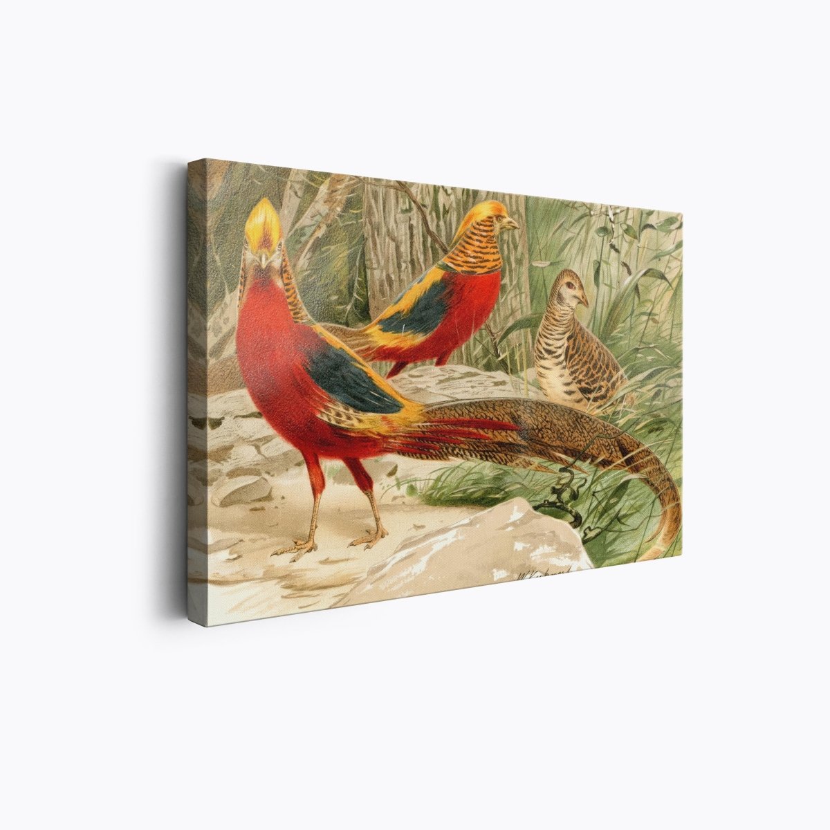 Golden Pheasants | Wilhelm Kuhnert | Ave Legato Art Prints