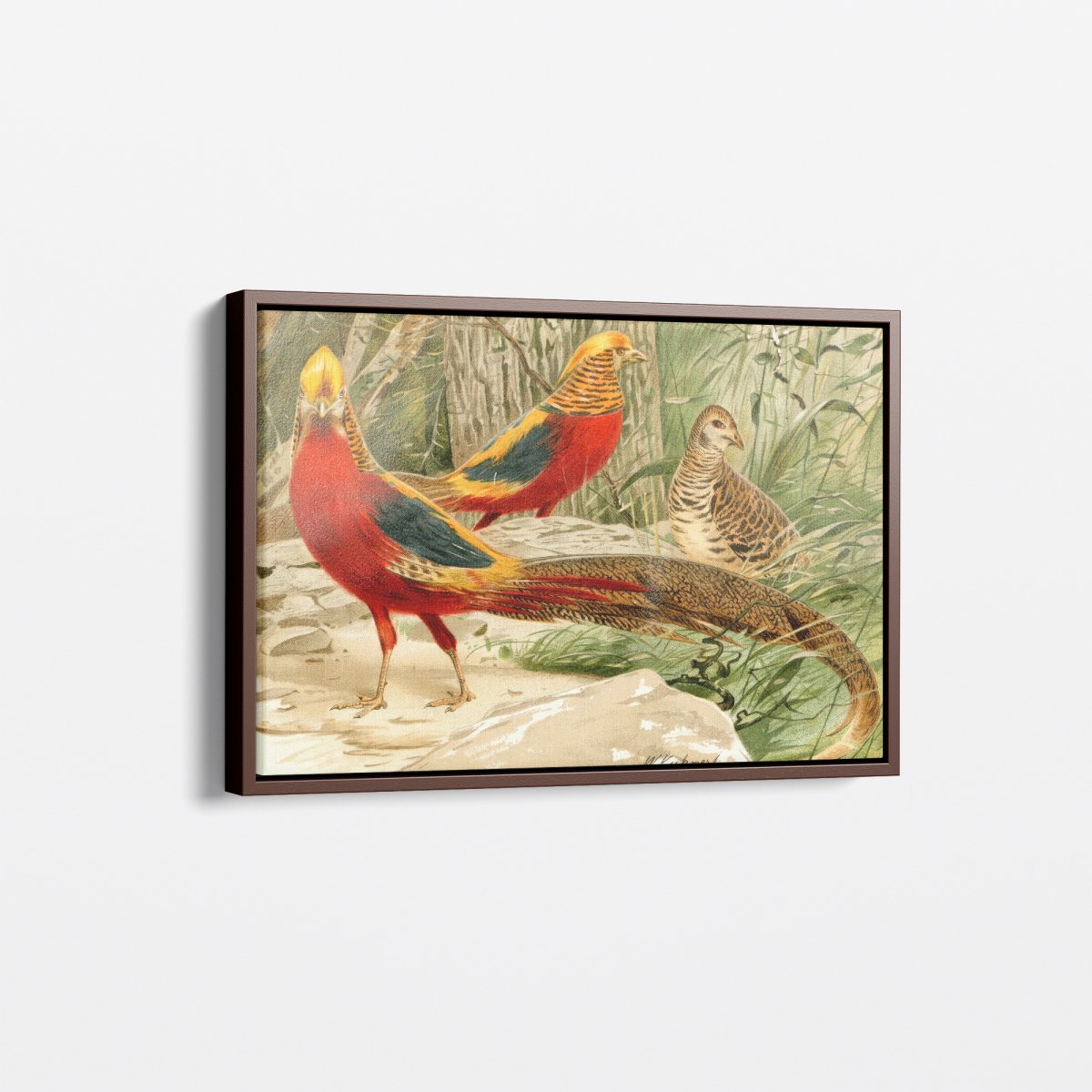 Golden Pheasants | Wilhelm Kuhnert | Ave Legato Art Prints