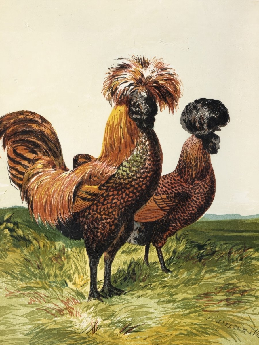 Golden Spangled Polish Chicken | Harrison Weir | Ave Legato Art Prints