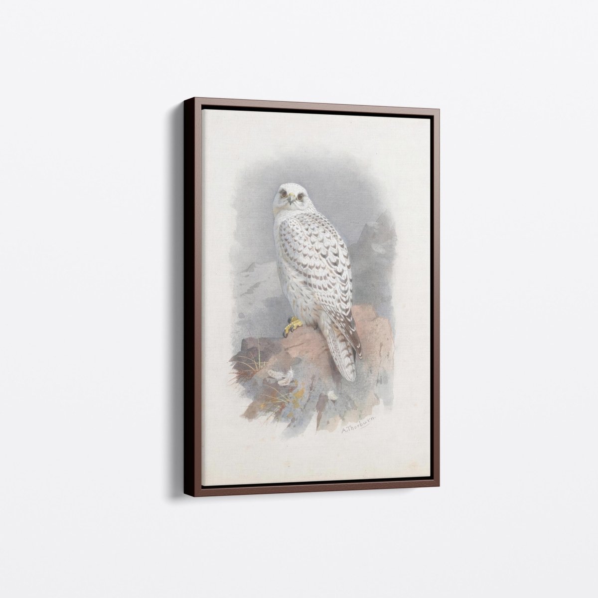 Greenland Gyrfalcon | Archibald Thorburn | Ave Legato Art Prints