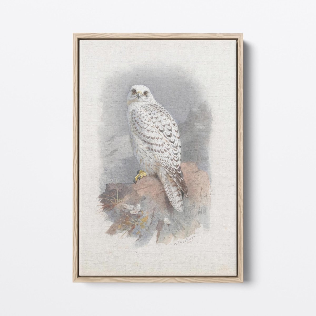 Greenland Gyrfalcon | Archibald Thorburn | Ave Legato Art Prints