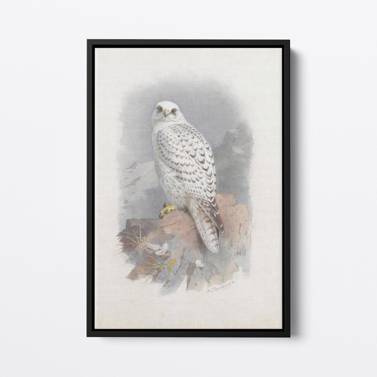 Greenland Gyrfalcon | Archibald Thorburn | Ave Legato Art Prints