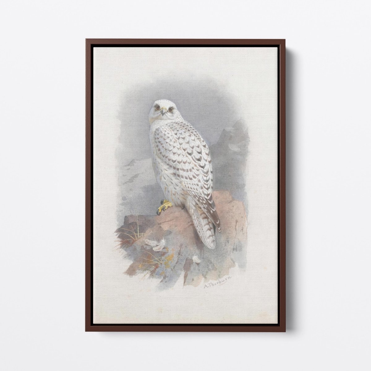 Greenland Gyrfalcon | Archibald Thorburn | Ave Legato Art Prints