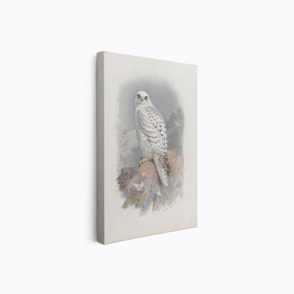 Greenland Gyrfalcon | Archibald Thorburn | Ave Legato Art Prints